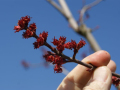 Eine Hand hält viele rote Blüte auf einem Ast, Hintergrund Äste unter blauem Himmel
