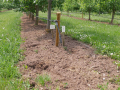 Auf einer Obstbaumplantage ist eine Reihe mit der mechanischen Behandlung bearbeitet worden