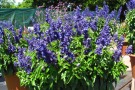 Salvia farinacea 'Sullyfun Bicolor Blue'