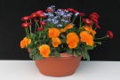 Kombination aus roten, orangen und hellblauen Blumen im Topf