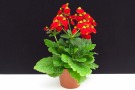 Calceolaria 'Calynopsis Red' (Selecta)