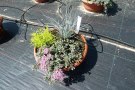 Sedum cauticola 'Lidakense', Festuca cinerea 'Azurit' und Santolina 'Lemon Fizz'