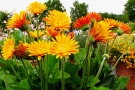 Eine gelb blühende Gerbera 'Garvinea Sunny'