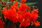 Begonia 'Belmona Orange' (Grünewald)