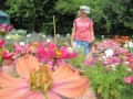 Eine Biene nistet auf eine Blüte in der Mitte, Hintergrund eine Besucherin betrachtet verschiedene Blumen 