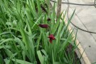 Gladiolenbestand am 14. April 2008 - erste Blüten