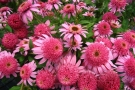 Echinacea 'Pink Double Delight' (Kientzler)