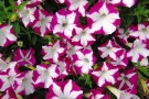 Petunia 'Blanket Rose Star' (1)