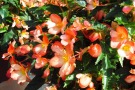 Begonia 'Waterfalls Angel Soft Orange'