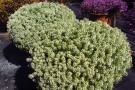 Lobularia 'Yolo French Vanilla'