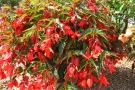 Begonia x boliviensis 'Summerwings Deep Red' (Kientzler)