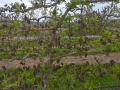 Blick auf Kiwireihe mit grünen und braunen Trieben