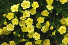 Calibrachoa 'MiniFamous Double Lemon' (Selecta Klemm)