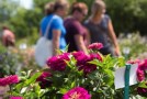 Pinke Blume auf Beet-und Balkonpflanzen-Prüffläche