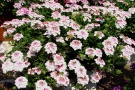 Verbena 'Lanai Pink Twister' (Syngenta)