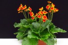 Calceolaria 'Calynopsis Yellow with Red' (Selecta) 27 cm Schale