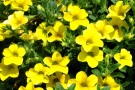 Calibrachoa 'Lindura Yellow' (Fides)