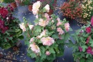 Alcea rosea 'Spring Celebrities Apricot'