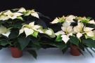 'Cortez White'