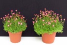 Saxifraga x arendsii 'Saxony Red' (Florensis), Substrat: Primelerde von Patzer, links: 13cm Topf, rechts: 15cm Topf (Aufnahme: 25.03.2014)