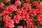 Verbena 'Estrella voodoo Star' (Westhoff)