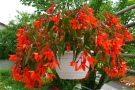 Begonia x boliviensis 'Waterfall Encanto Orange' (Beekenkamp)
