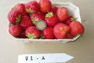 Erdbeere in der Schale mit einer 2 Euromünze zum Größenvergleich der Variante 2