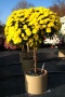 Chrysanthemen Stämmchen 'Maya jaune' (Challet-Herault)