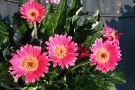 Gerbera 'Garvinea Pam' (Florist/Agentur Böhmer)