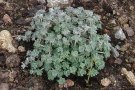 Sedum spathulifolium 'Cape Blanco'