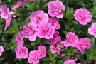 Calibrachoa 'MiniFamous Double Pink' (Selecta Klemm)