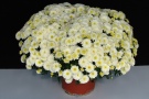 Chrysanthemen 'Gigi Snow' (Fides)