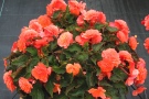 Begonia-Elatior 'Peardrop' (Begonien Rieger)