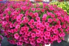 Calibrachoa 'Million Bells Brillant Pink' (Moerheim)