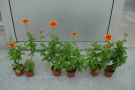 Zinnia elegans 'Zowie Flame' in KW 35, links: 3 g/l, Mitte: 6 g/l, rechts: 9 g/l Osmocote Bloom im Substrat