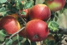 Apfel 'Santana'