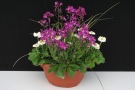 Kombination aus weißen und violetten Blumen im Topf