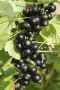 Johannisbeere 'Bona'