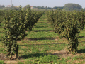 Viele kleine Haselnussbäume in Reihe gepflanzt auf einem Feld