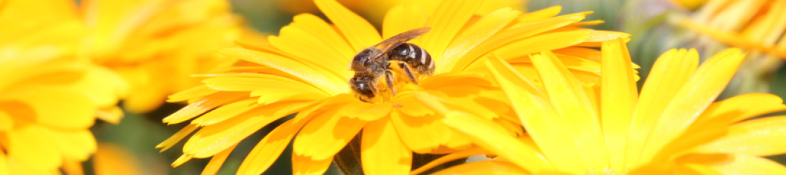 Lasioglossum auf Calendula