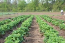 Auf einem Feld mit gepflanzter Erdbeeren in Reih und Glied