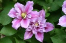 'Piilu'