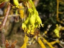 Eine Honigbiene sammelt Pollen auf eine Blüte des französischen Ahorns.