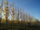 Auf einem Versuchsfeld stehen Bäume mit gelb färbend Blätter auf dem Ast in der Reihe, dazwirschen fährt ein Traktor