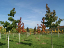 In der Reihe gepflanzter Bäume auf einem Versuchsfeld mit Herbstfarbe