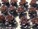 Rote Miniromanasalat in Reih und Glied gepflanzt