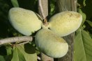 Indianerbanane