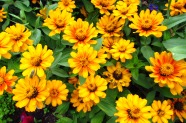 Zinnia marylandica 'Zahara Sunburst', PAS