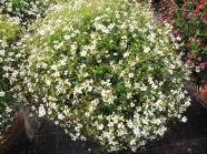 Pflanzkübel mit weiß färbende Bidens-Pflanzen auf einer Schaufläche umgeben mit den bunt blühenden Bidens-Pflanzen