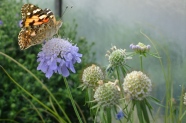 Blüten, die Schmetterlinge anlocken